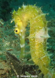 Baby seahorse by Jacques Vieira 